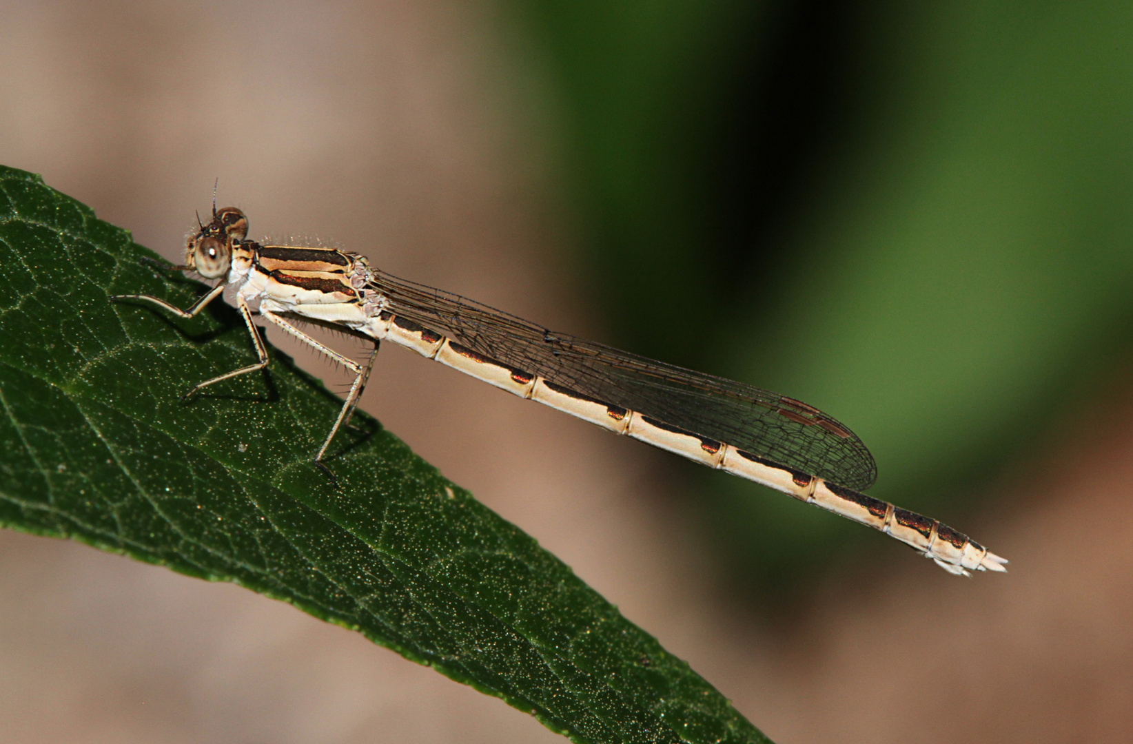 Gemeine Winterlibelle (Sympecma fusca)