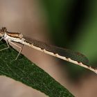 Gemeine Winterlibelle (Sympecma fusca)