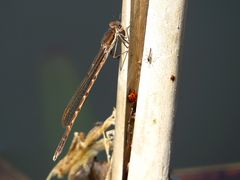 --- Gemeine Winterlibelle (Sympecma fusca) ---