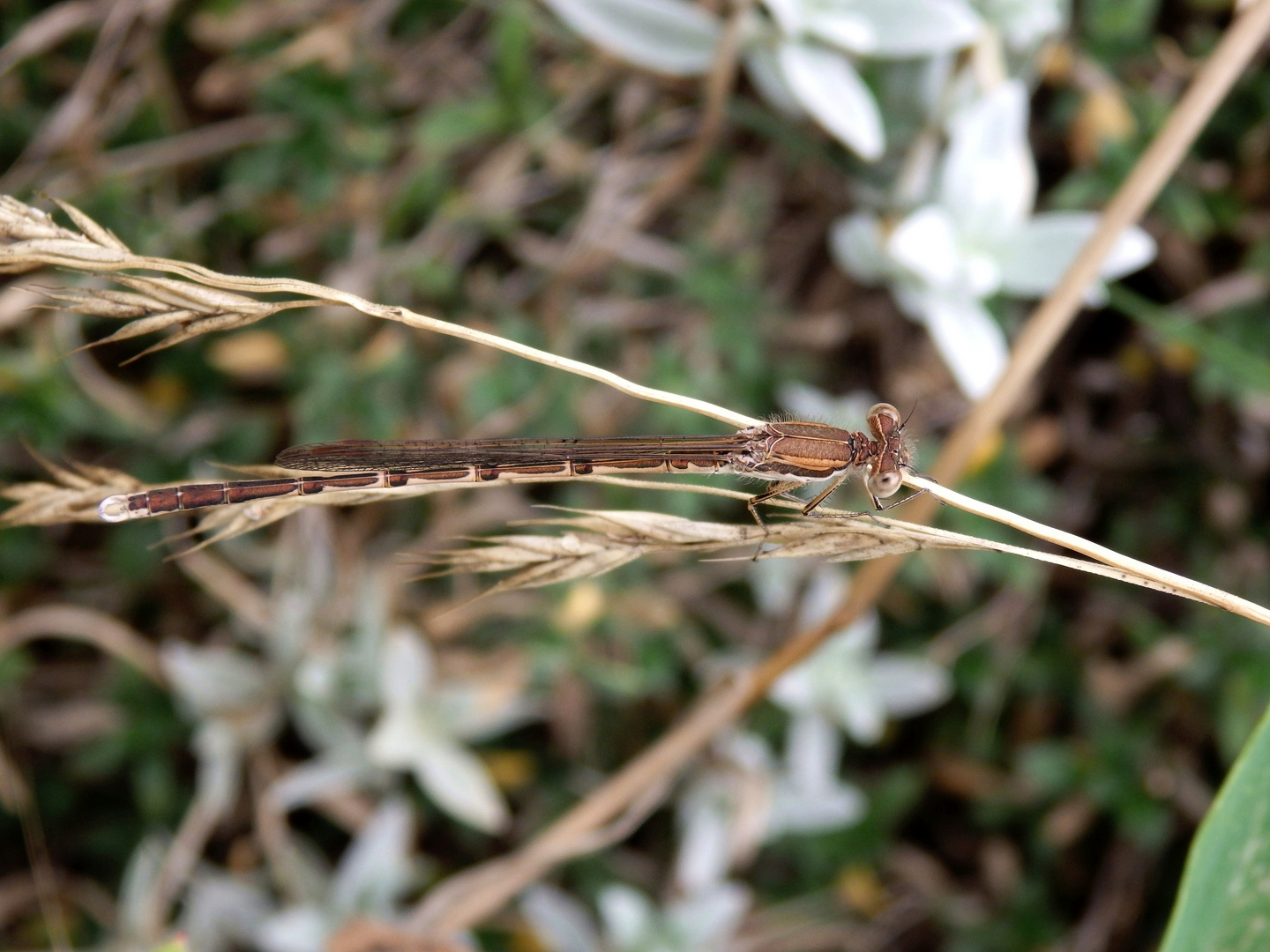 Gemeine Winterlibelle (Sympecma fusca)