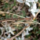 Gemeine Winterlibelle (Sympecma fusca)