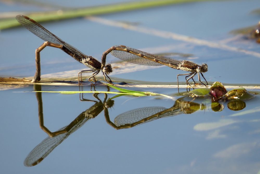 Gemeine Winterlibelle (Sympecma fusca) im Tandem