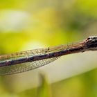 Gemeine Winterlibelle (Sympecma fusca) - Leste brun.