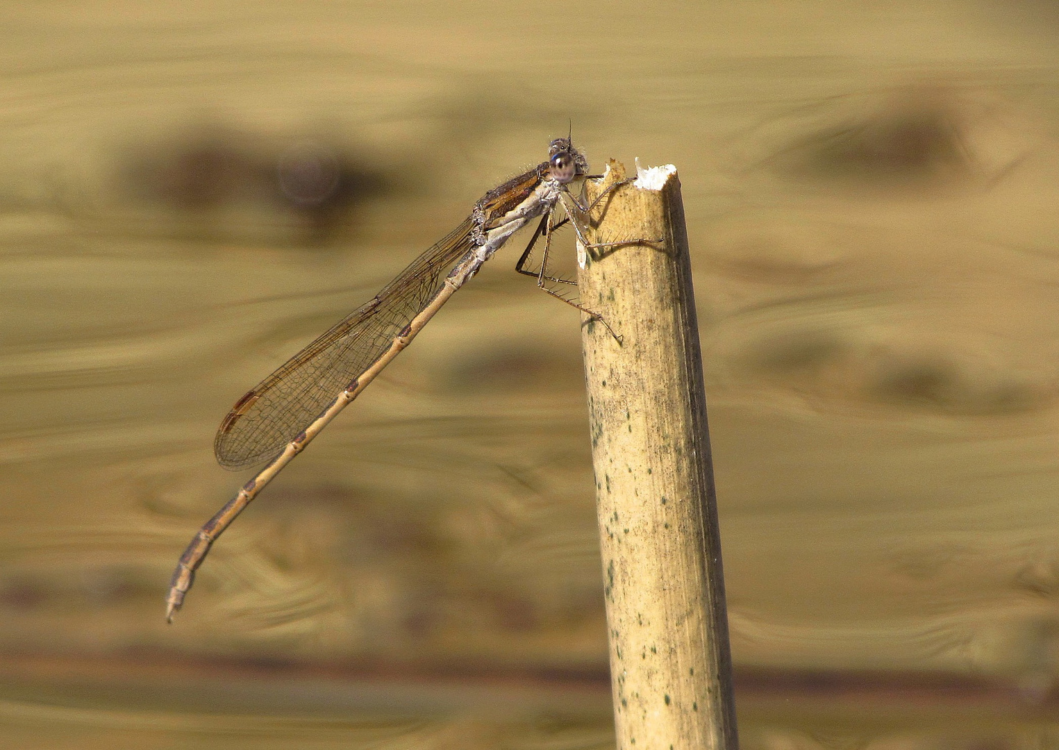 Gemeine Winterlibelle (Sympecma fusca), Männchen