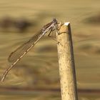 Gemeine Winterlibelle (Sympecma fusca), Männchen