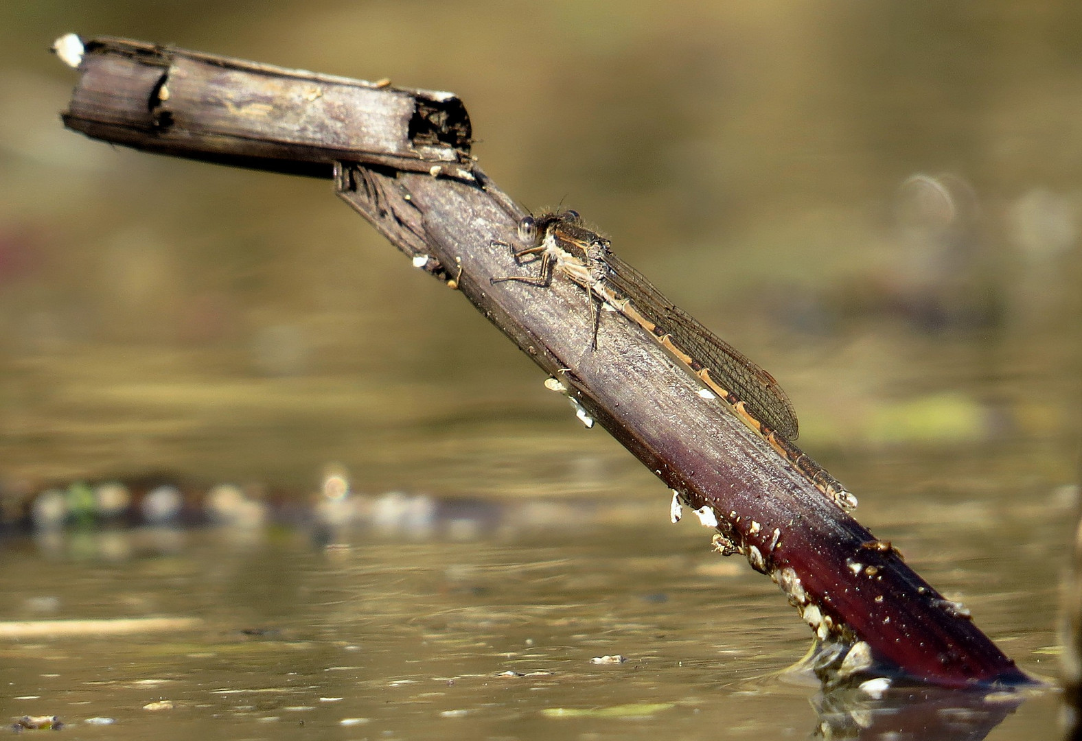 Gemeine Winterlibelle (Sympecma fusca), Männchen