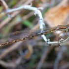 Gemeine Winterlibelle (Sympecma fusca) - Männchen