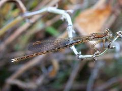 Gemeine Winterlibelle (Sympecma fusca) - Männchen