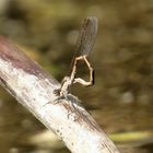 Gemeine Winterlibelle (Sympecma fusca), Männchen bei der Vorbereitung zur Paarung