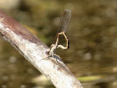 Gemeine Winterlibelle (Sympecma fusca), Männchen bei der Vorbereitung zur Paarung