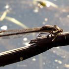 Gemeine Winterlibelle (Sympecma fusca), Männchen beim Fressen