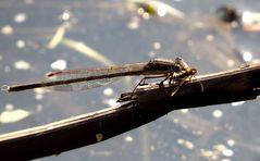 Gemeine Winterlibelle (Sympecma fusca), Männchen beim Fressen