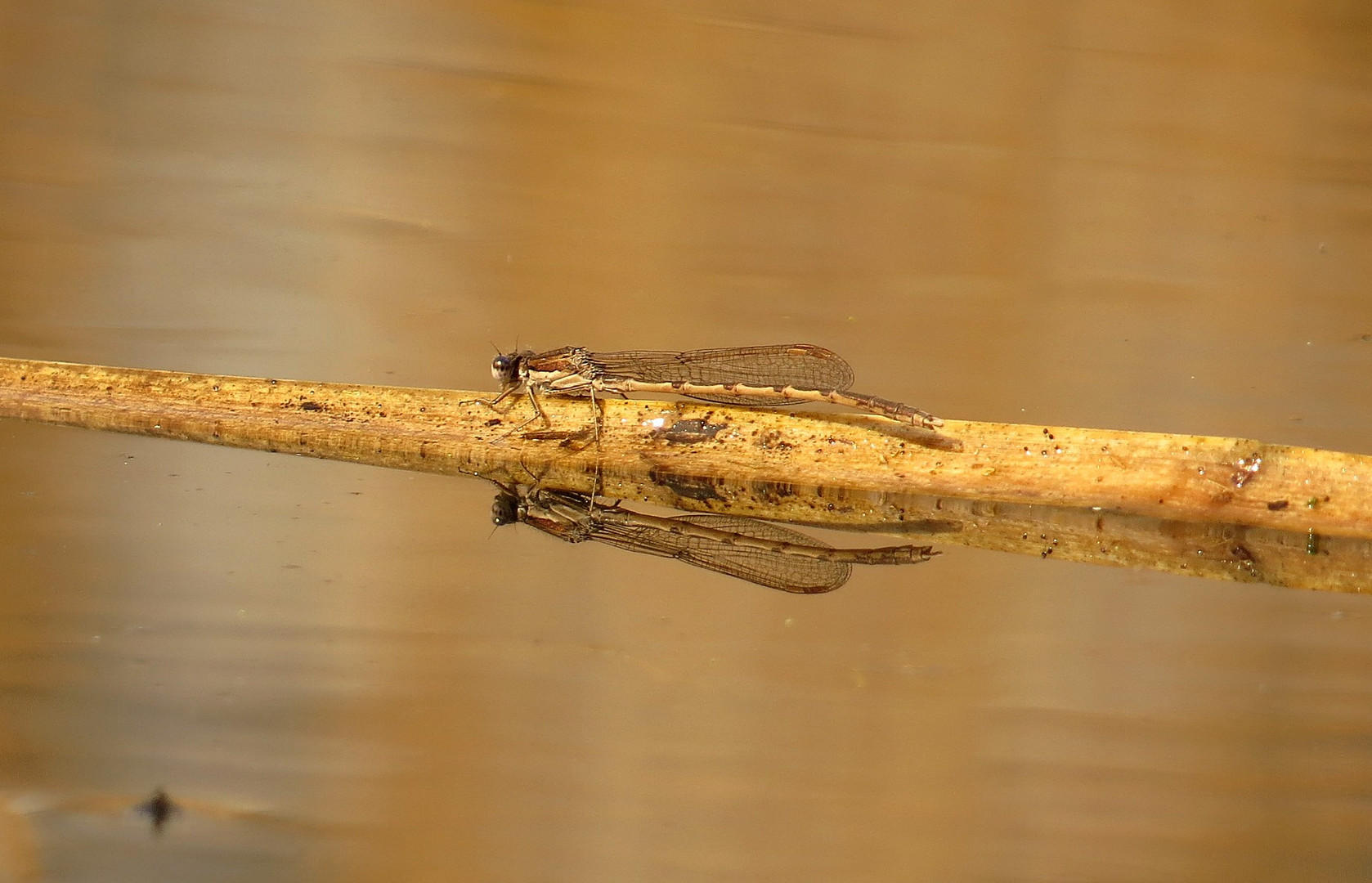 Gemeine Winterlibelle (Sympecma fusca), Männchen