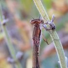 Gemeine Winterlibelle (Sympecma fusca) - Männchen