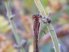 Gemeine Winterlibelle (Sympecma fusca) - Männchen