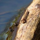 Gemeine Winterlibelle (Sympecma fusca), Männchen 