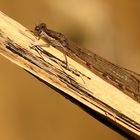 Gemeine Winterlibelle (Sympecma fusca), Männchen