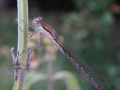 Gemeine Winterlibelle (Sympecma fusca) - Männchen