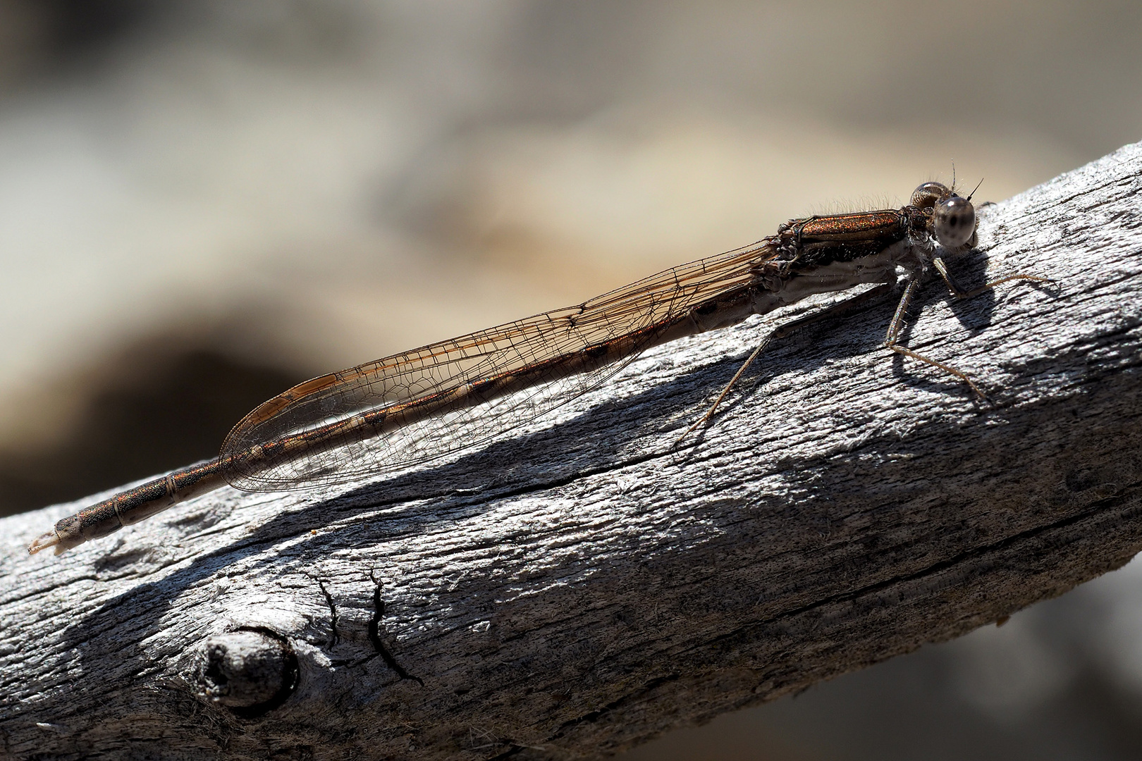 Gemeine Winterlibelle (Sympecma fusca). ** Moi aussi, je fais des pauses...