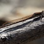 Gemeine Winterlibelle (Sympecma fusca). ** Moi aussi, je fais des pauses...