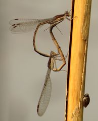 Gemeine Winterlibelle (Sympecma fusca), Paarungsrad