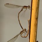 Gemeine Winterlibelle (Sympecma fusca), Paarungsrad (1)