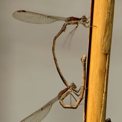 Gemeine Winterlibelle (Sympecma fusca), Paarungsrad (1)