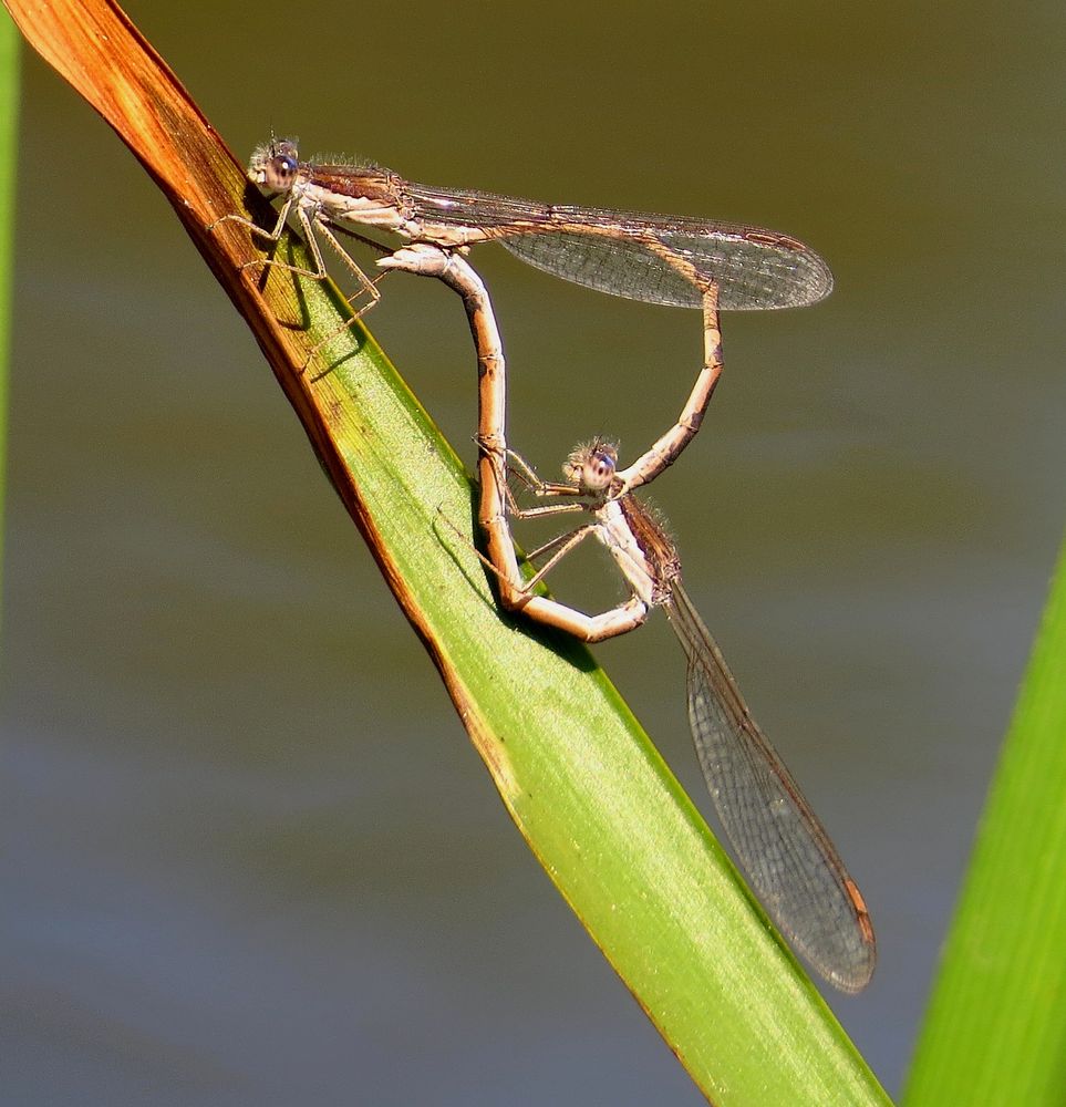 Gemeine Winterlibelle (Sympecma fusca), Paarungsrad