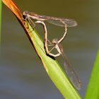 Gemeine Winterlibelle (Sympecma fusca), Paarungsrad