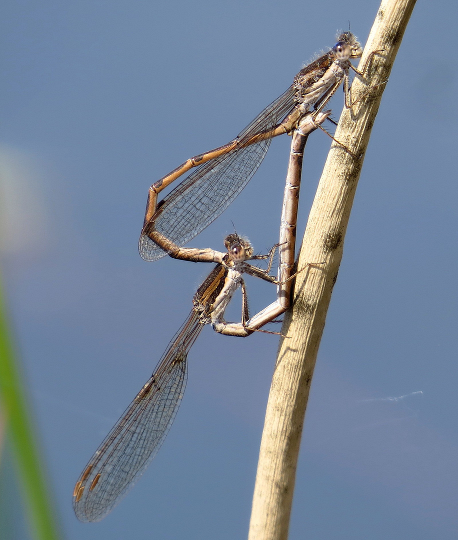 Gemeine Winterlibelle (Sympecma fusca), Paarungsrad