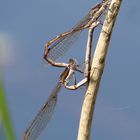 Gemeine Winterlibelle (Sympecma fusca), Paarungsrad