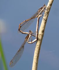 Gemeine Winterlibelle (Sympecma fusca), Paarungsrad