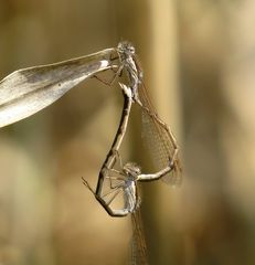 Gemeine Winterlibelle (Sympecma fusca), Paarungsrad