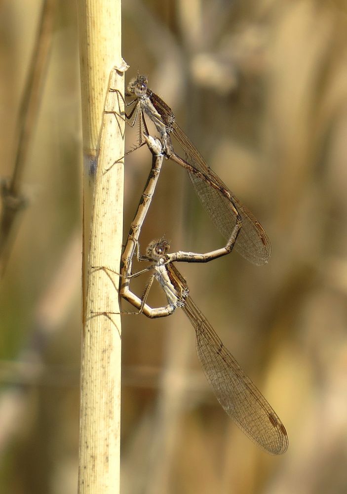 Gemeine Winterlibelle (Sympecma fusca), Paarungsrad