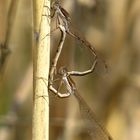 Gemeine Winterlibelle (Sympecma fusca), Paarungsrad