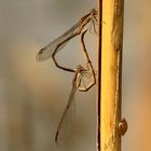 Gemeine Winterlibelle (Sympecma fusca), Paarunsrad