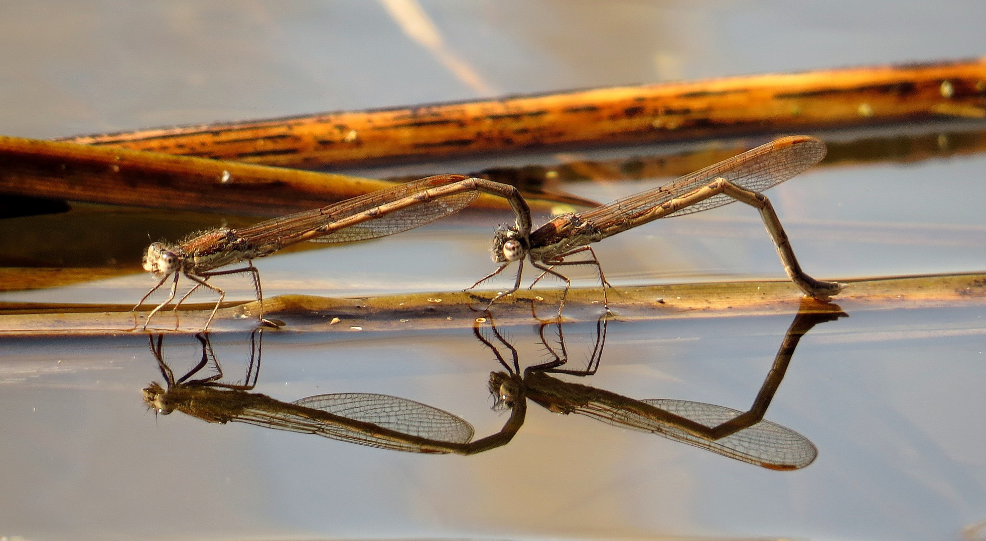 Gemeine Winterlibelle (Sympecma fusca), Tandem