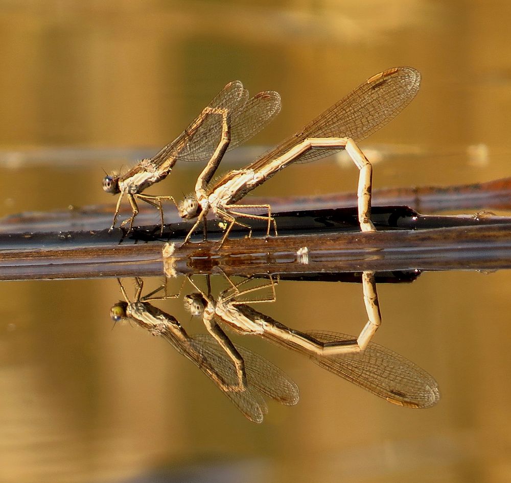 Gemeine Winterlibelle (Sympecma fusca), Tandem