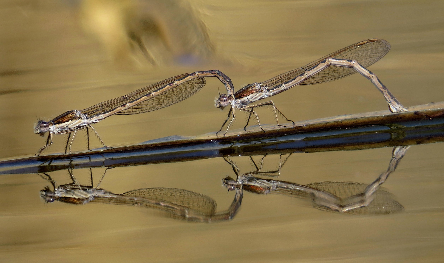 Gemeine Winterlibelle (Sympecma fusca), Tandem bei der Eiablage