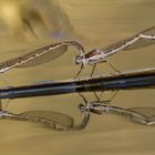 Gemeine Winterlibelle (Sympecma fusca), Tandem bei der Eiablage