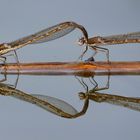 Gemeine Winterlibelle (Sympecma fusca), Tandem