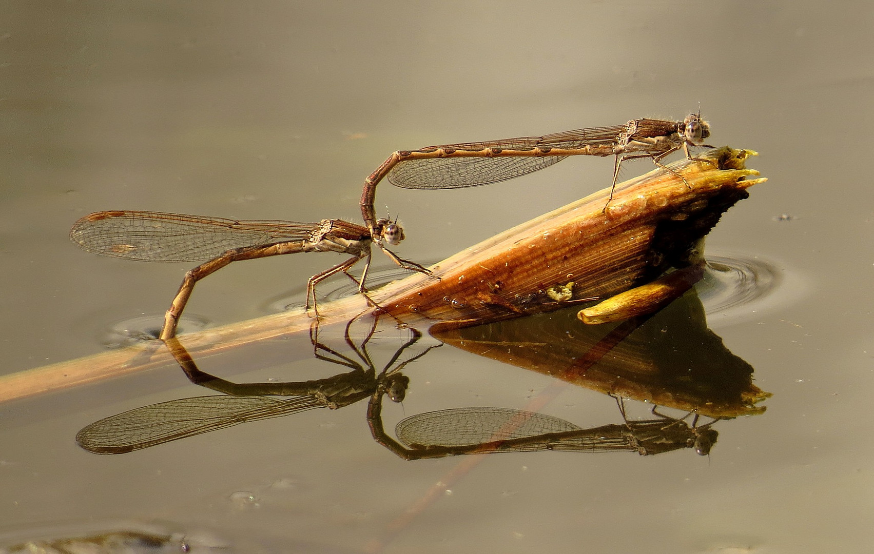 Gemeine Winterlibelle (Sympecma fusca), Tandem