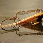 Gemeine Winterlibelle (Sympecma fusca), Tandem