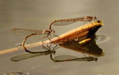 Gemeine Winterlibelle (Sympecma fusca), Tandem