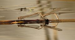 Gemeine Winterlibelle (Sympecma fusca), Tandem mit Spiegelbild