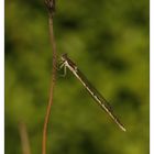 Gemeine Winterlibelle - Sympecma fusca (Vander Linden, 1820)