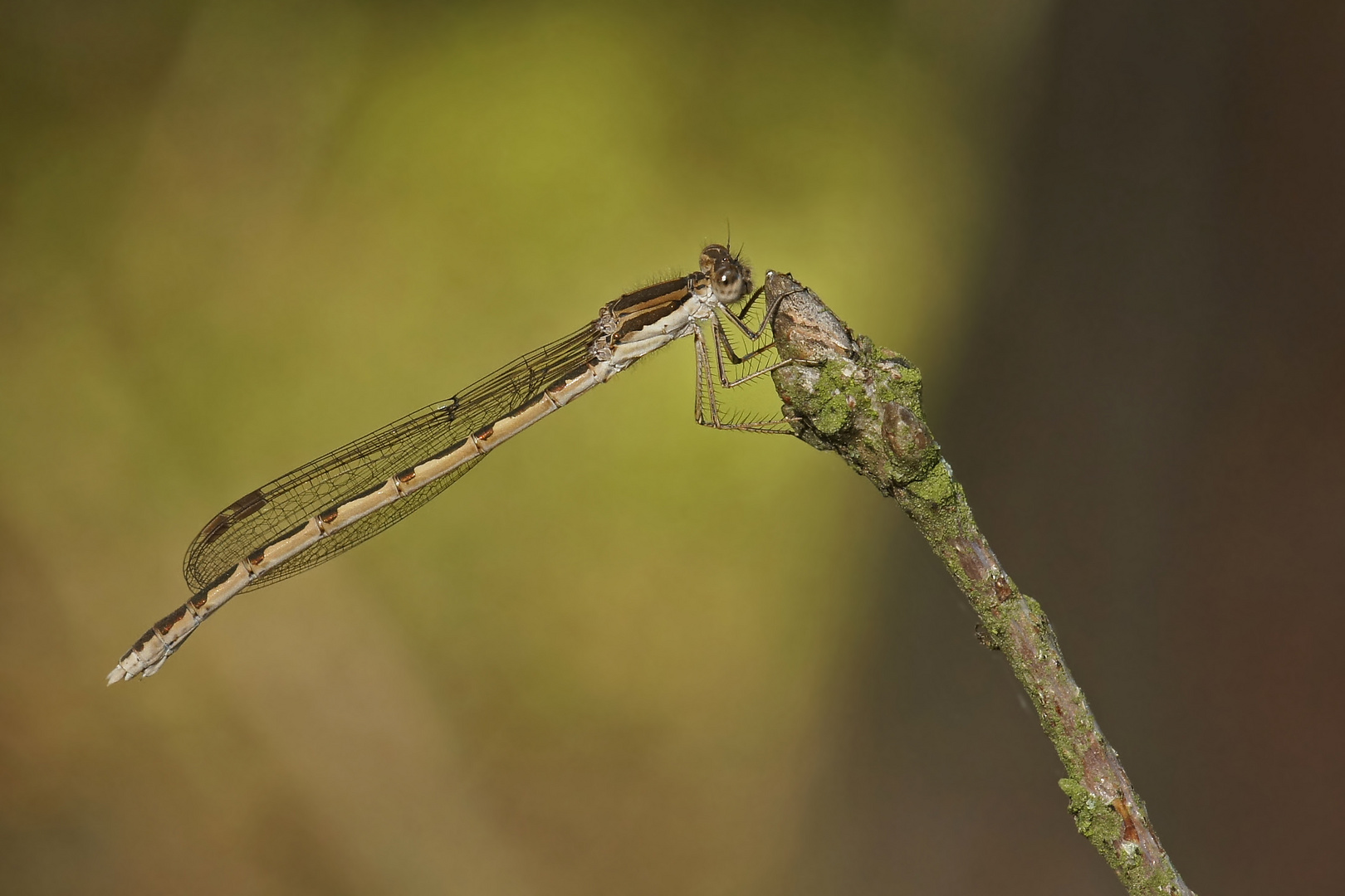 Gemeine Winterlibelle (Sympecma fusca), Weibchen