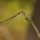 Gemeine Winterlibelle (Sympecma fusca), Weibchen