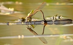 Gemeine Winterlibelle (Sympecma fusca), Weibchen 