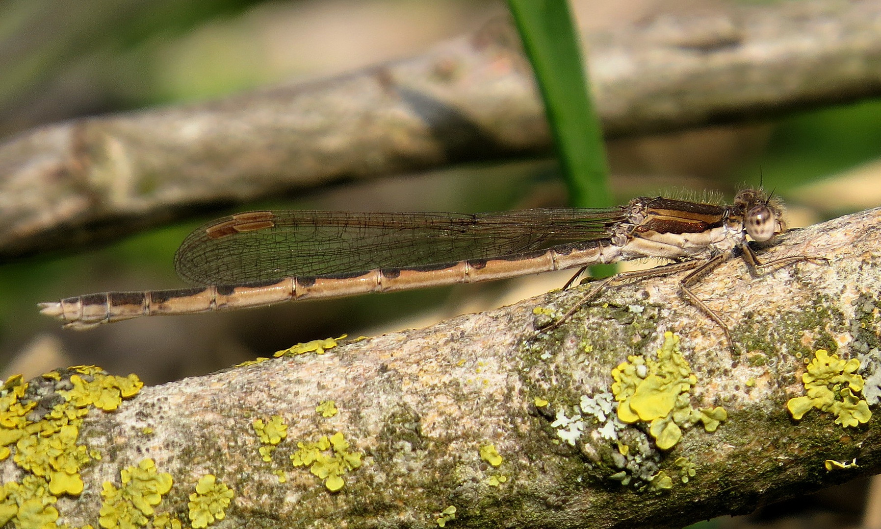 Gemeine Winterlibelle (Sympecma fusca), Weibchen